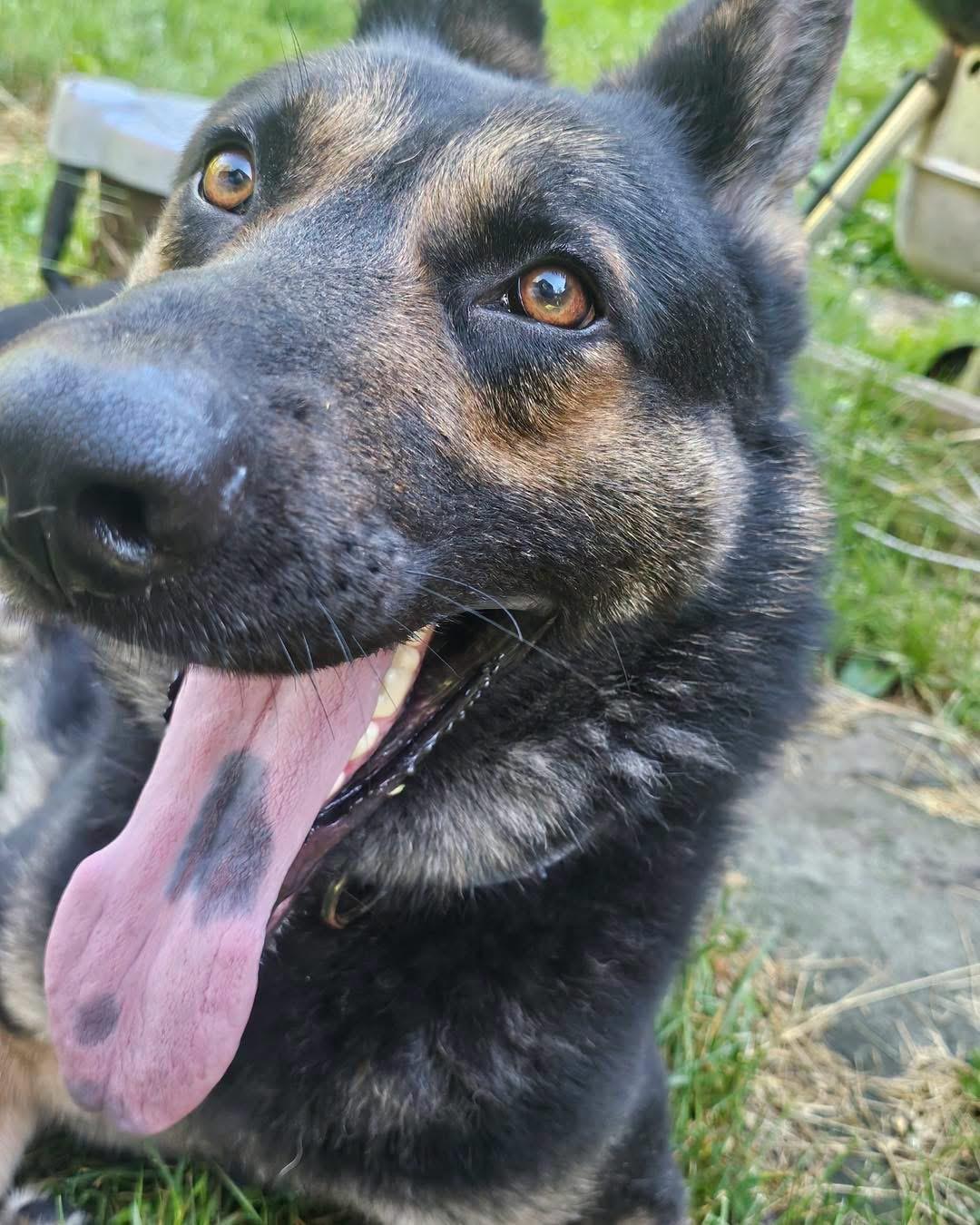 Cooper, a ADOPTABLE German Shepherd Dog in Tannersville, NY image 5/6