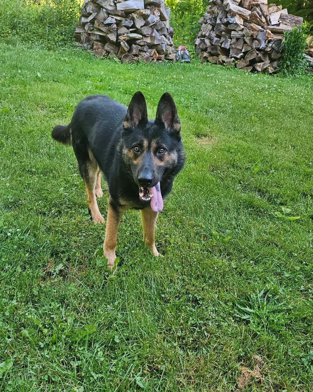 Cooper, a ADOPTABLE German Shepherd Dog in Tannersville, NY image 2/6
