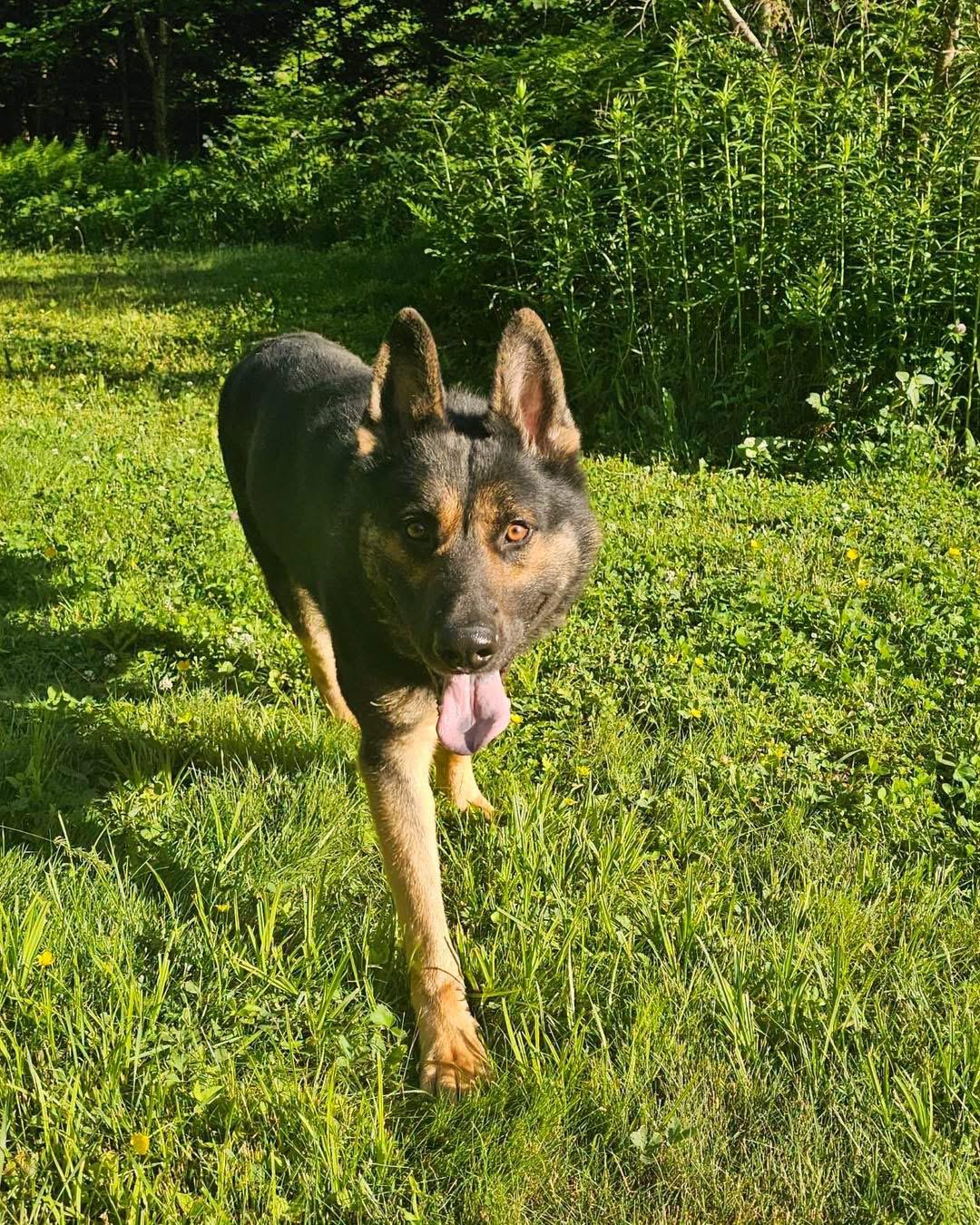 Cooper, a ADOPTABLE German Shepherd Dog in Tannersville, NY image 3/6