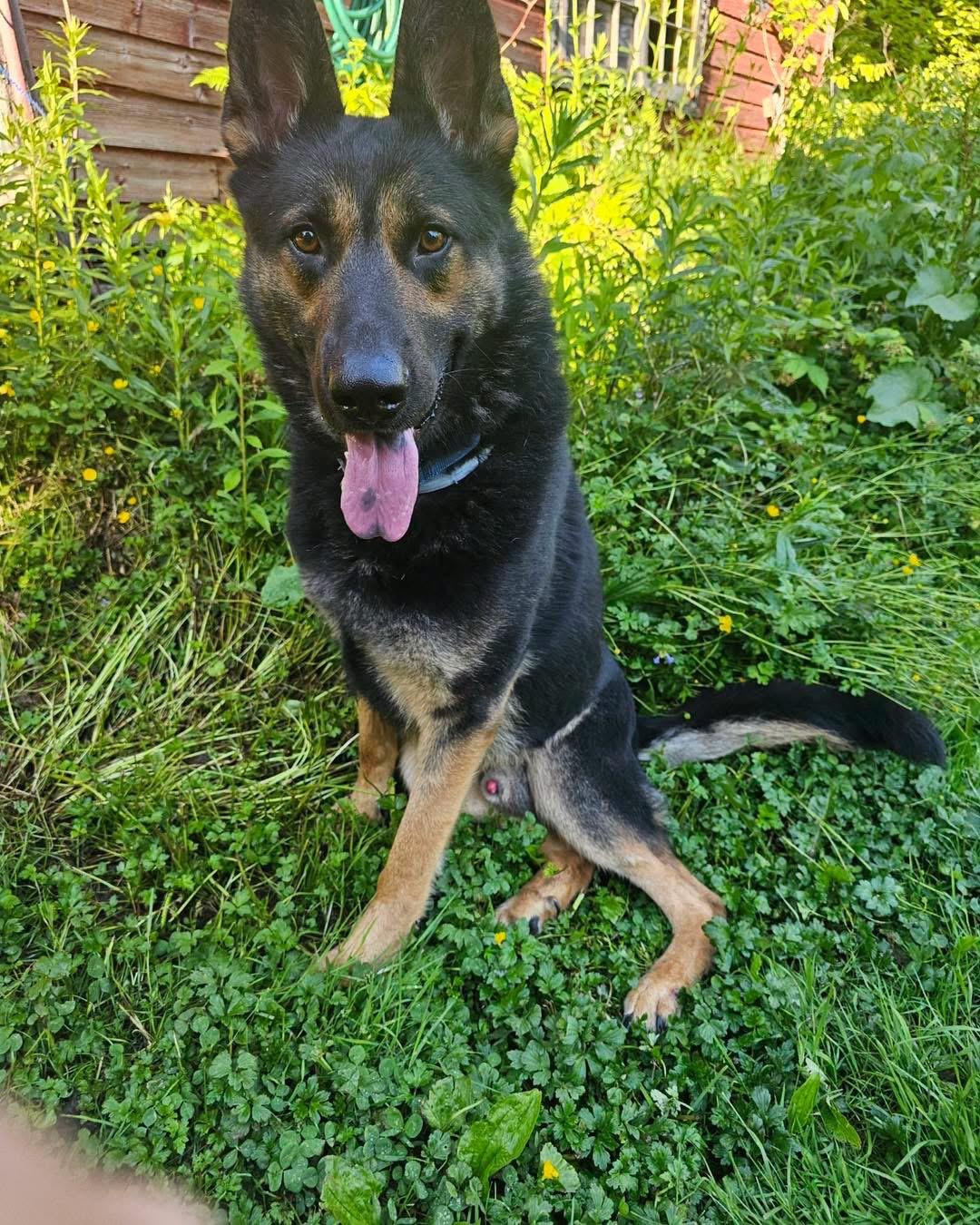 Cooper, a ADOPTABLE German Shepherd Dog in Tannersville, NY image 4/6