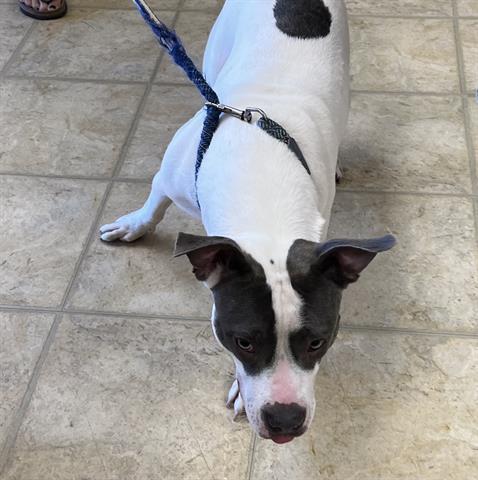 MOO COW, Adoptable, Adult Female Pit Bull Terrier.