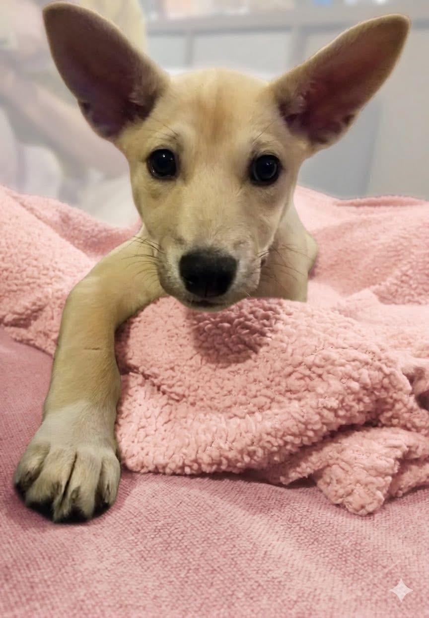 Enlarge Honey, a ADOPTABLE mixed breed in Collingswood, NJ image 2/2
