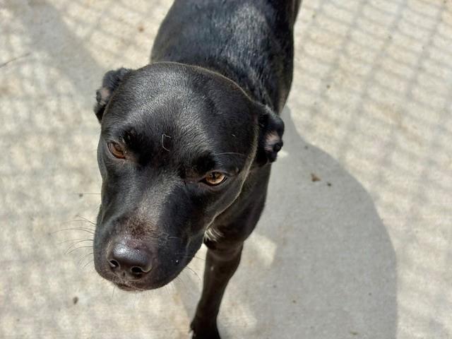 MILA, Adoptable, Young Female Patterdale Terrier / Fell Terrier & Mixed Breed.