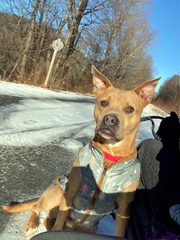 Enlarge Rip, a Adoptable mixed breed in Bedford Hills, NY image 1/6