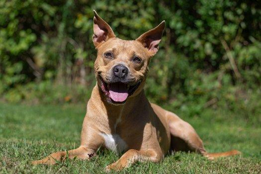 Enlarge Ripley, a Adoptable mixed breed in Bedford Hills, NY image 1/6