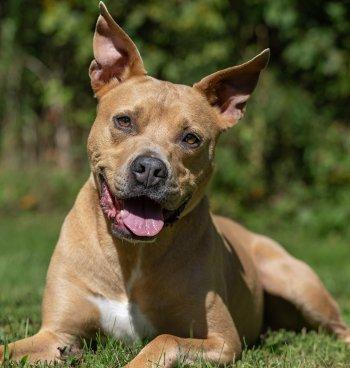Enlarge Ripley, a Adoptable mixed breed in Bedford Hills, NY image 6/6