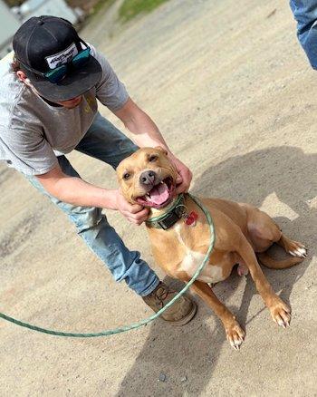 Enlarge Rip, a Adoptable mixed breed in Bedford Hills, NY image 5/6