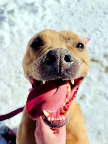 Ripley, Adoptable, Young Male Pit Bull Terrier.