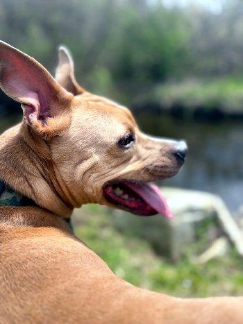 Enlarge Rip, a Adoptable mixed breed in Bedford Hills, NY image 6/6