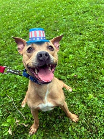 Rip, Adoptable, Young Male Pit Bull Terrier.