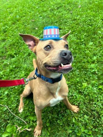 Enlarge Rip, a Adoptable mixed breed in Bedford Hills, NY image 3/6