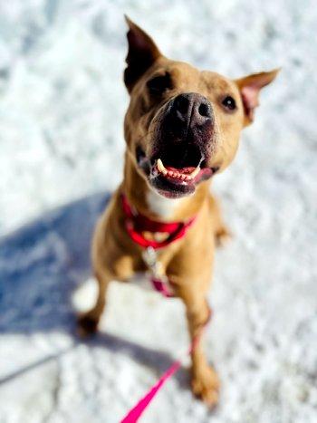 Enlarge Ripley, a Adoptable mixed breed in Bedford Hills, NY image 4/6