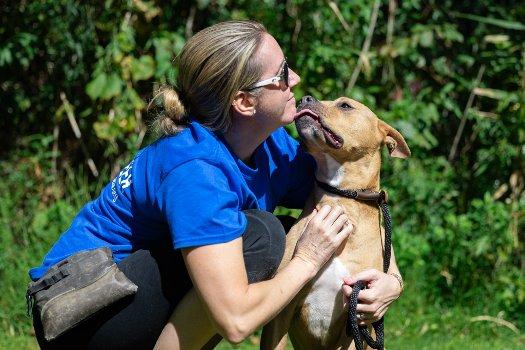 Enlarge Ripley, a Adoptable mixed breed in Bedford Hills, NY image 4/6