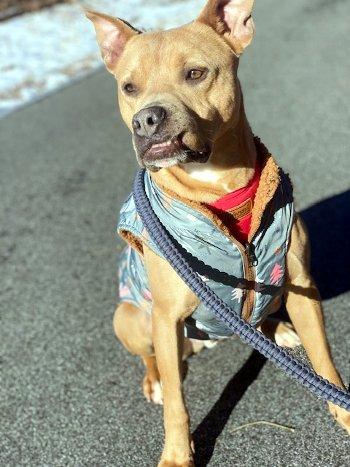 Enlarge Rip, a Adoptable mixed breed in Bedford Hills, NY image 3/6