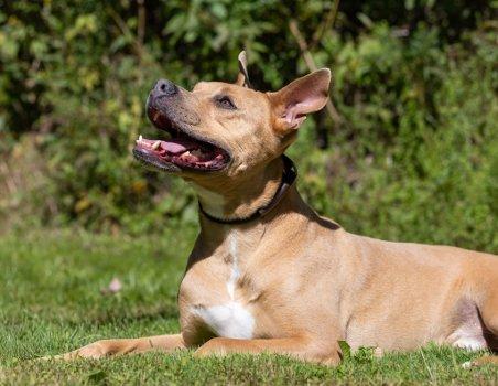 Enlarge Ripley, a Adoptable mixed breed in Bedford Hills, NY image 3/6