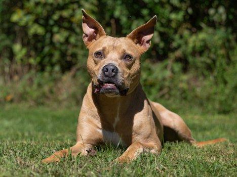 Enlarge Ripley, a Adoptable mixed breed in Bedford Hills, NY image 5/6