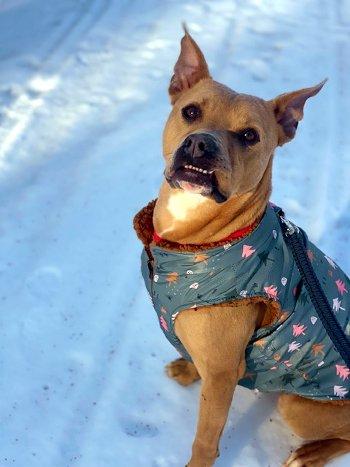 Enlarge Rip, a Adoptable mixed breed in Bedford Hills, NY image 4/6