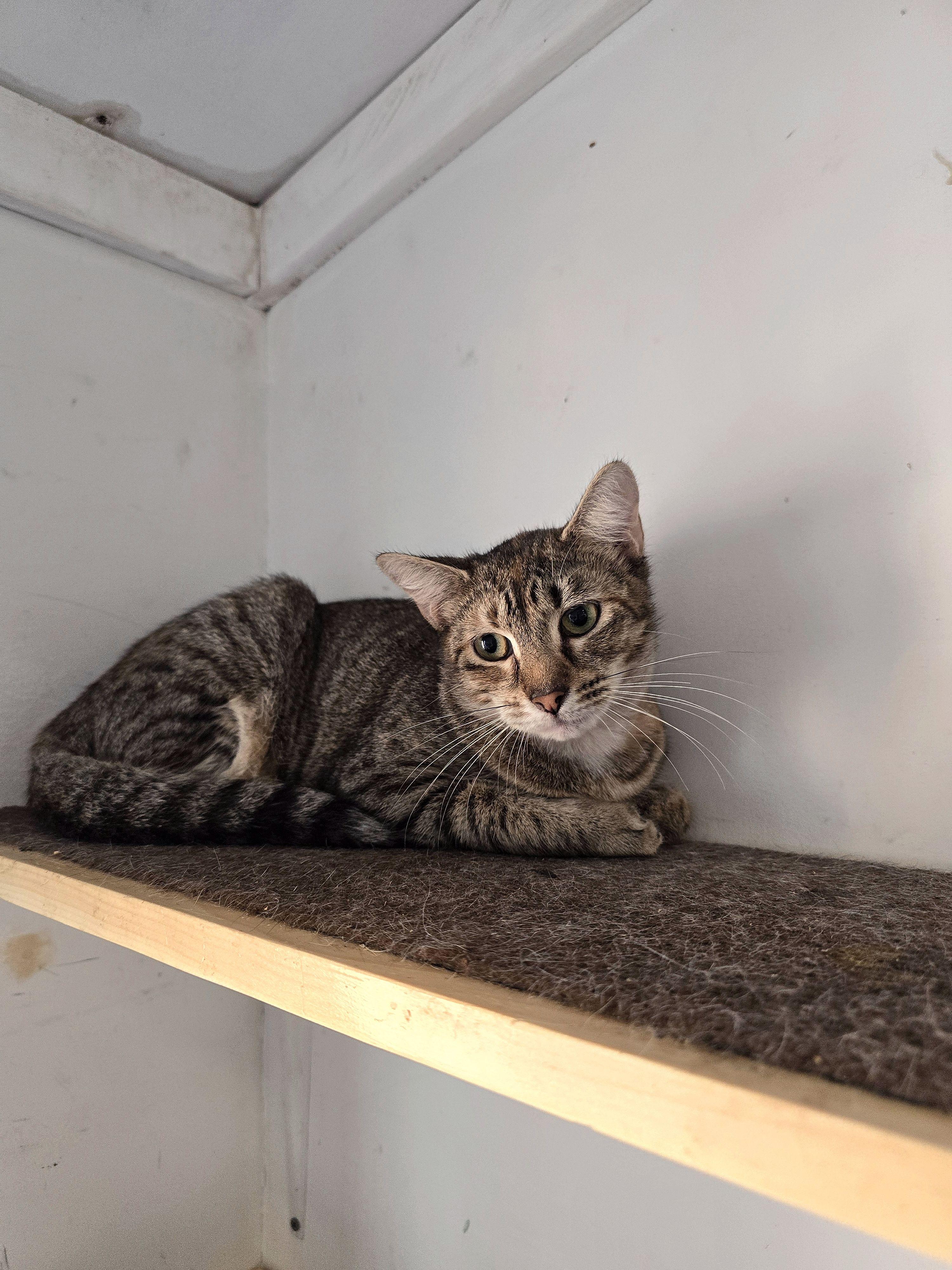 Acorn, Adoptable, Adult Male Domestic Short Hair.