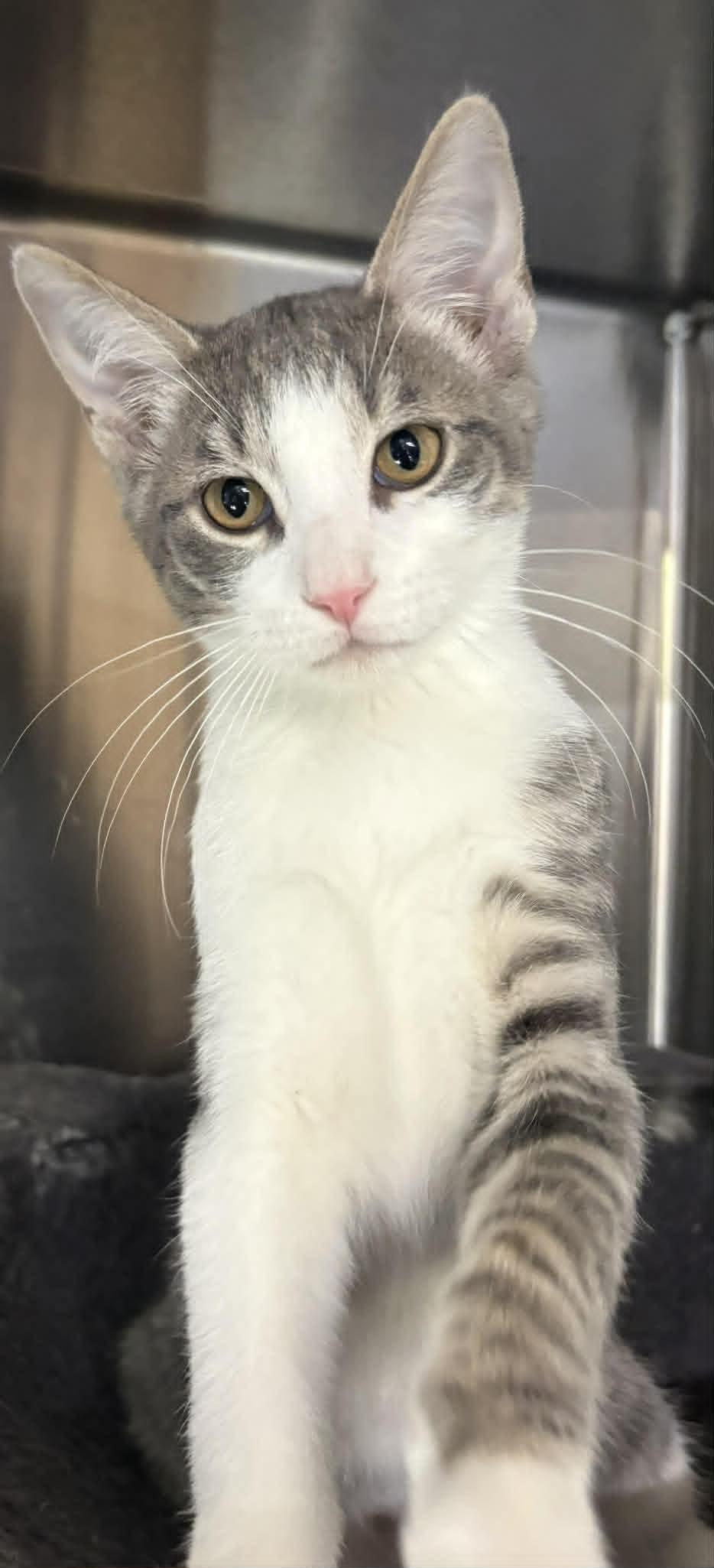 Enlarge Hoyt, a Adopted Domestic Short Hair in Dalzell, IL image 1/3