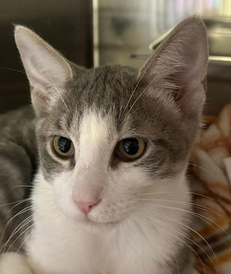 Enlarge Hoyt, a Adopted Domestic Short Hair in Dalzell, IL image 3/3