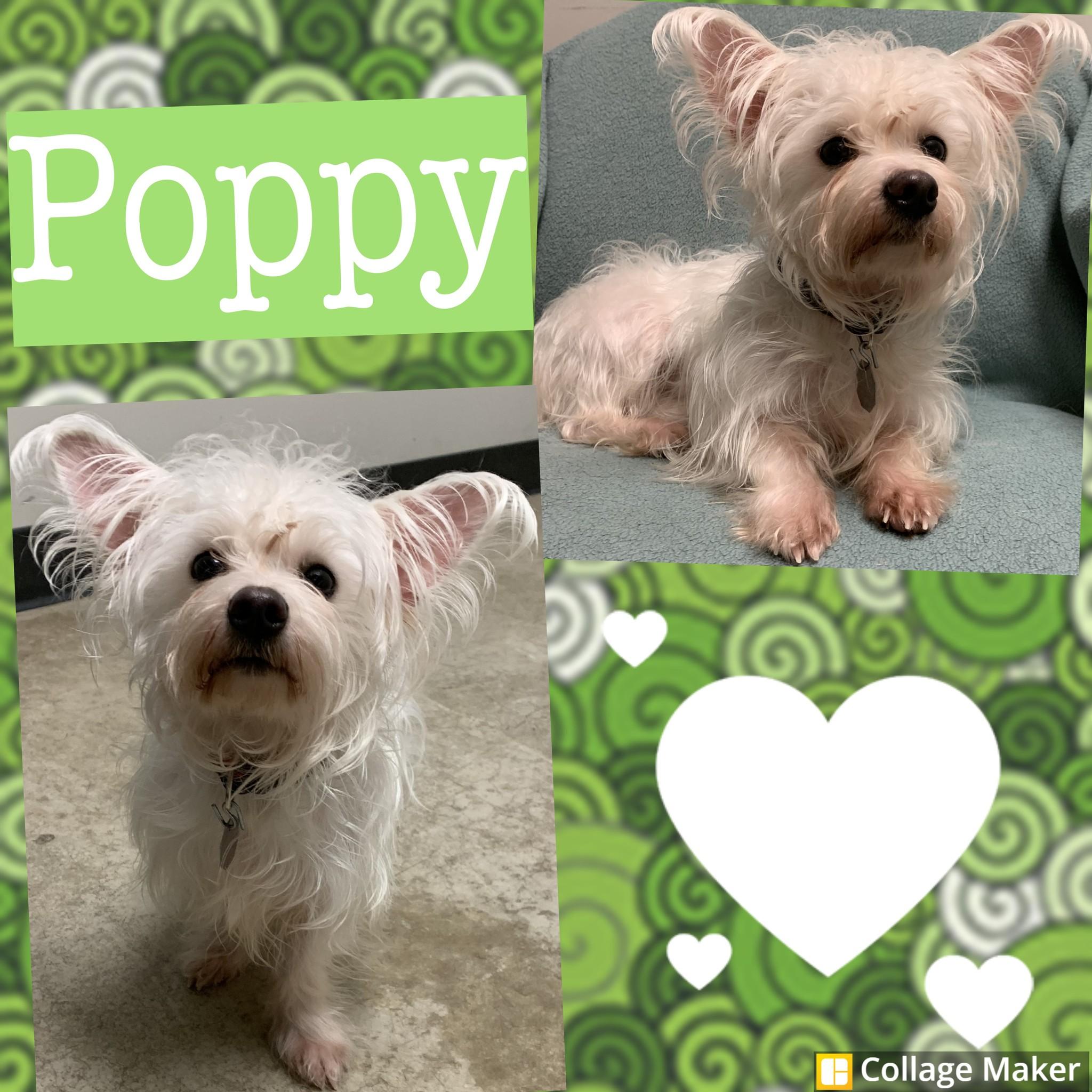 Poppy, ADOPTABLE, Adult Female Maltese.