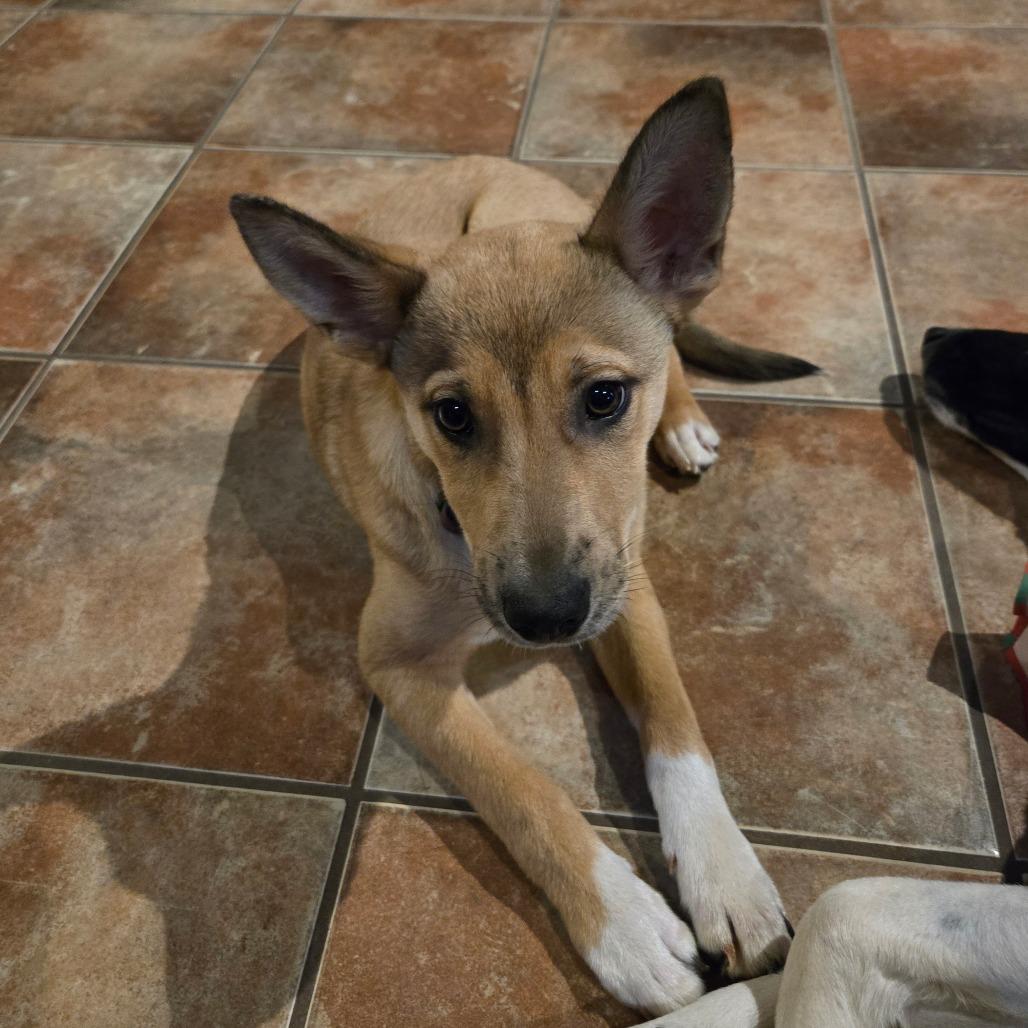 Kai-o — thumbnail 4