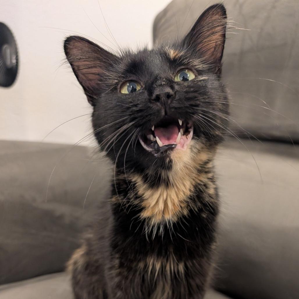 Tortuga, Adoptable, Adult Female Domestic Long Hair.