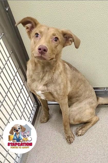 Griffin, Adoptable, Adult Male Pit Bull Terrier & Mixed Breed.