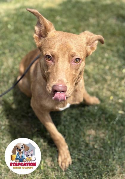 Griffin, a Adoptable mixed breed in Phoenix, AZ image 2/2