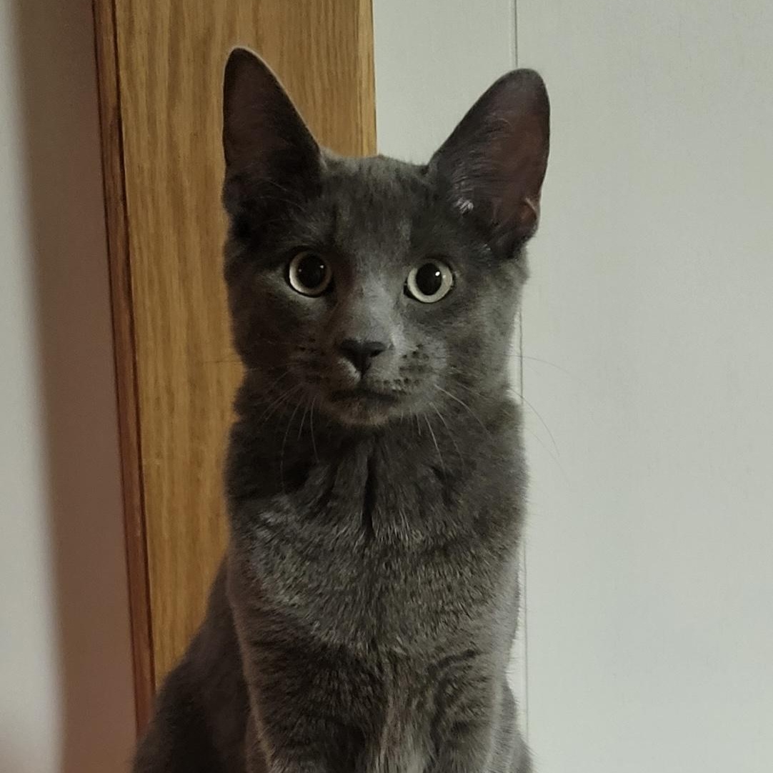 Enlarge Natalie, an adoptable Domestic Short Hair in Pueblo, CO image 1/1