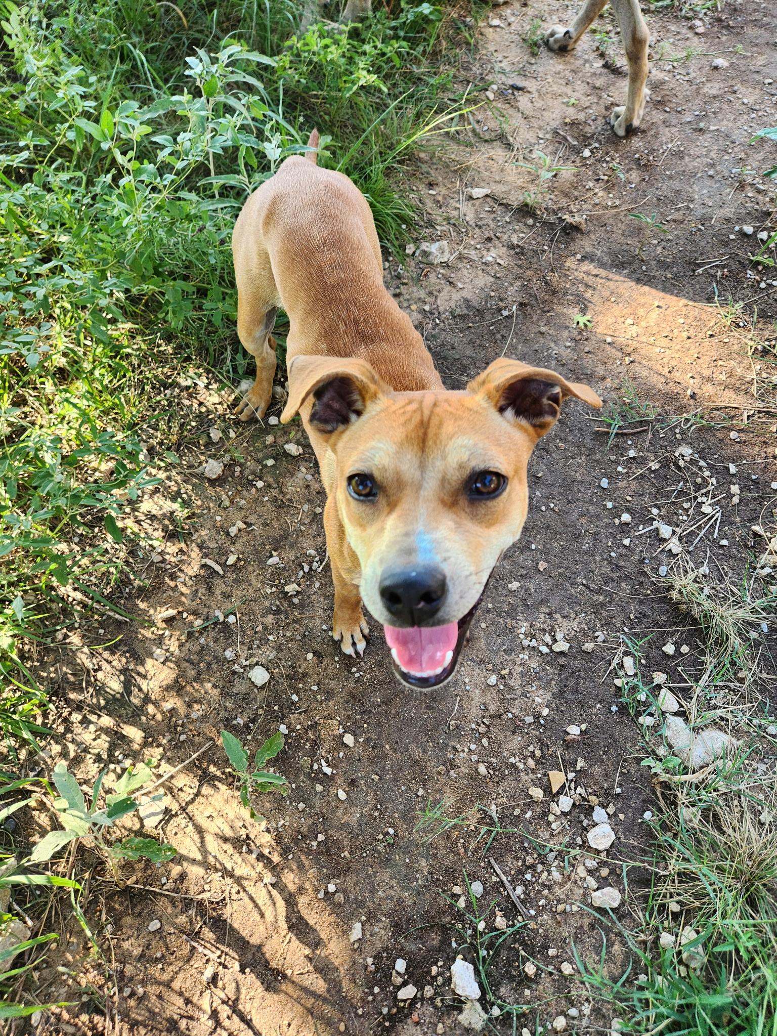 Ruby Roo, an adoptable Mixed Breed in Wilsall, MT, 59086 | Photo Image 2