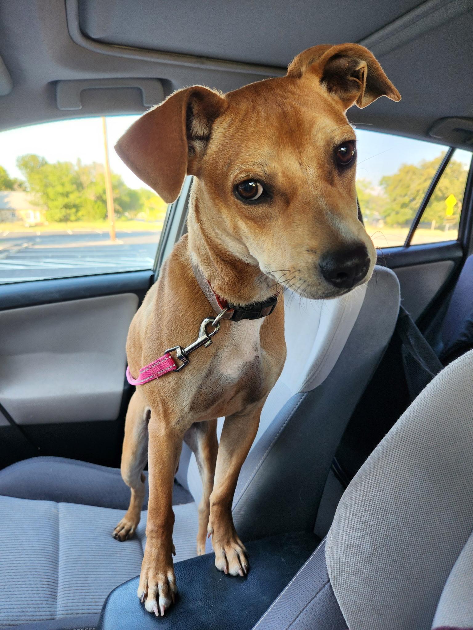 Ruby Roo, an adoptable Mixed Breed in Wilsall, MT, 59086 | Photo Image 3