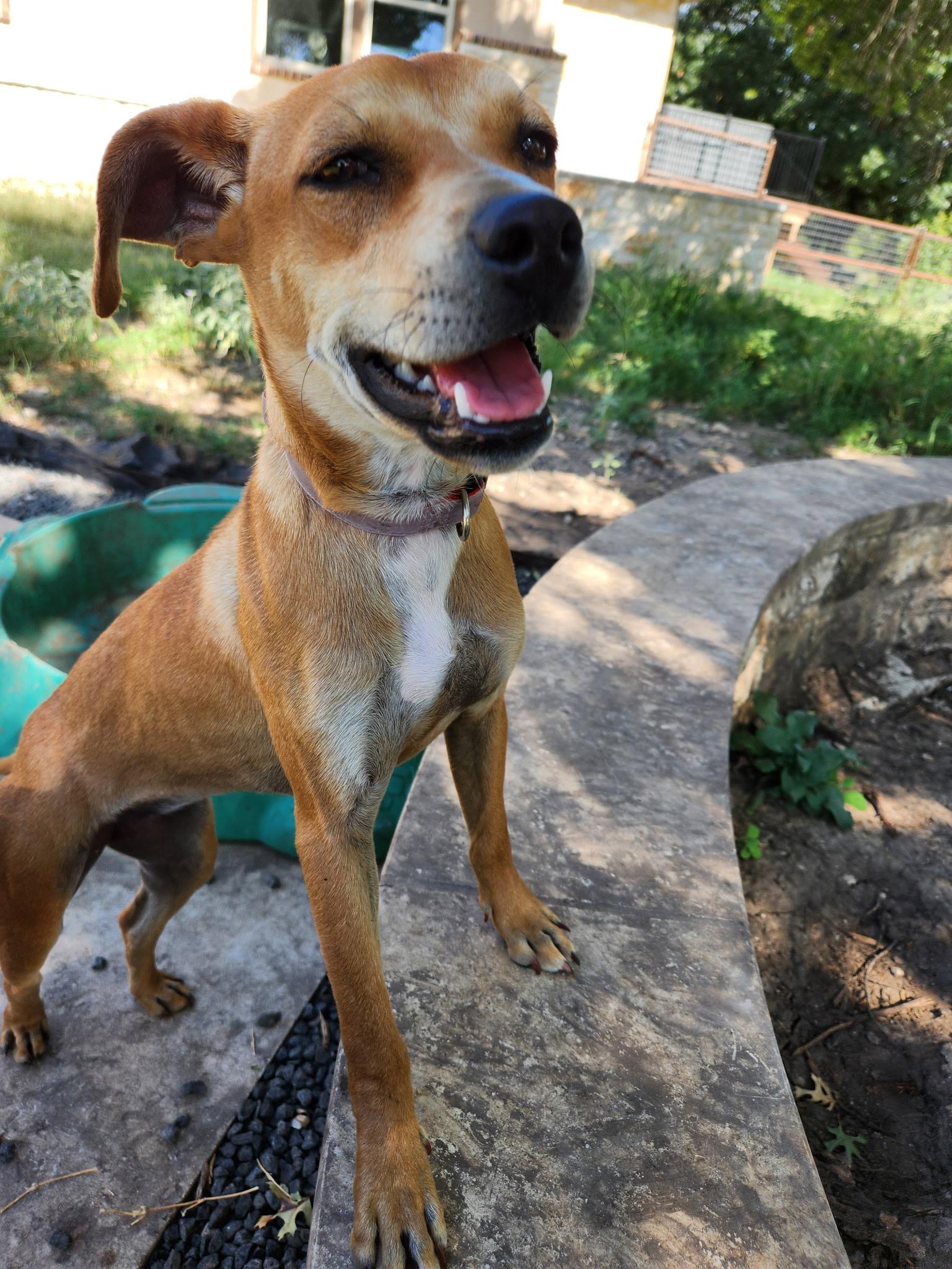 Ruby Roo, an adoptable Mixed Breed in Wilsall, MT, 59086 | Photo Image 4