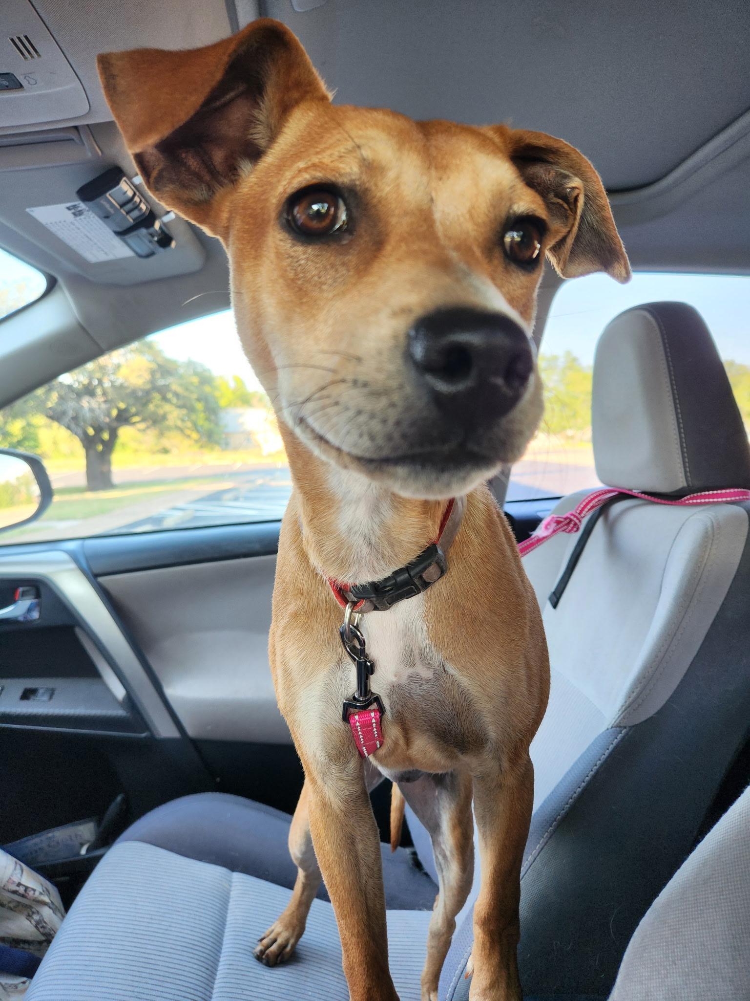Ruby Roo, an adoptable Mixed Breed in Wilsall, MT, 59086 | Photo Image 5