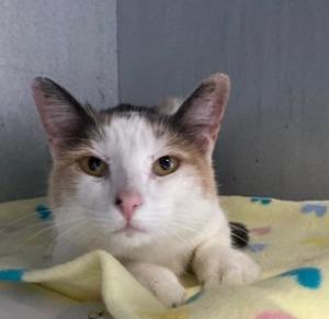 Enlarge Caliope, a Adoptable mixed breed in Moriarty, NM image 2/2