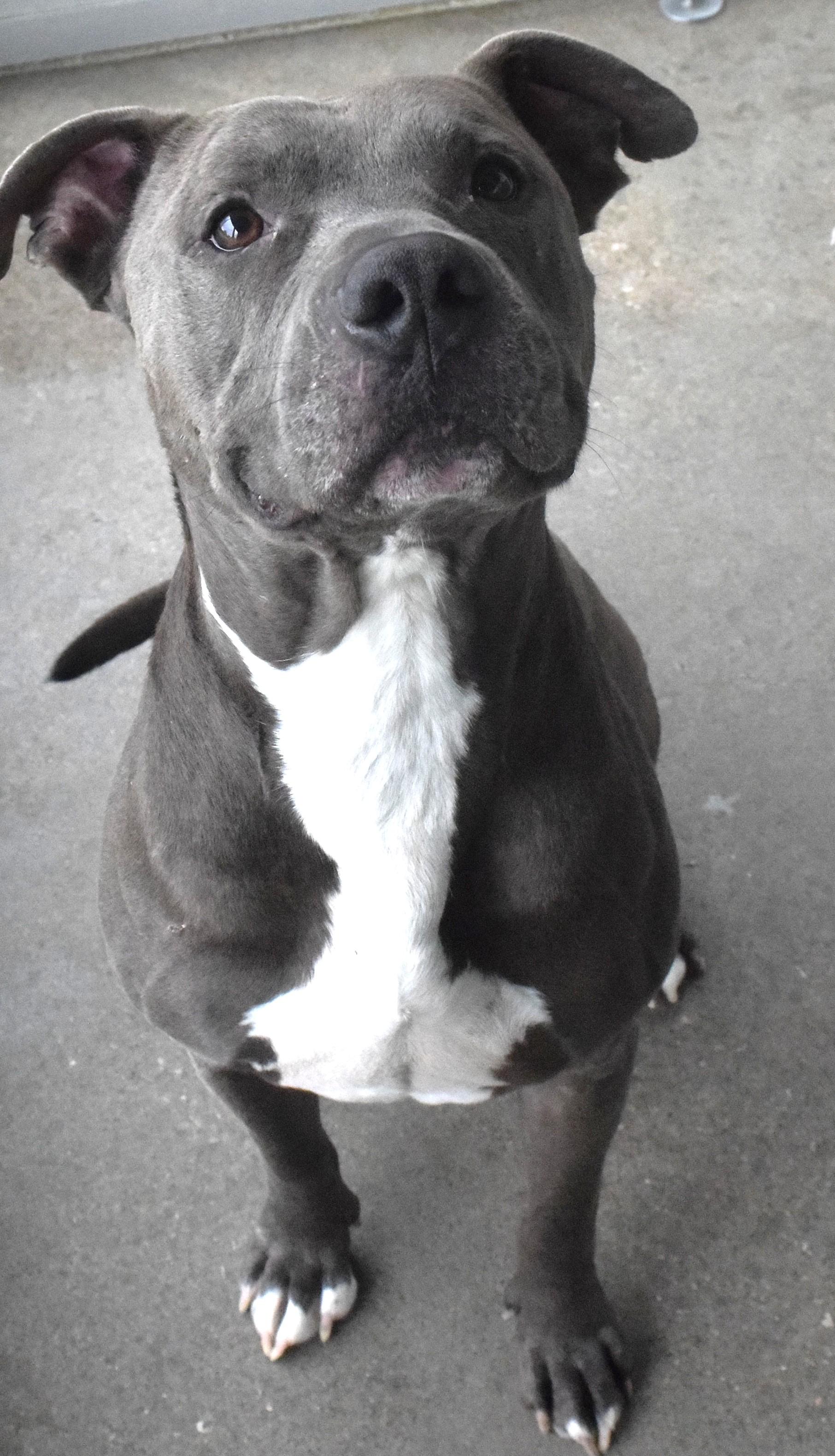 #20942 "Neiko", ADOPTABLE, Adult Male Pit Bull Terrier.