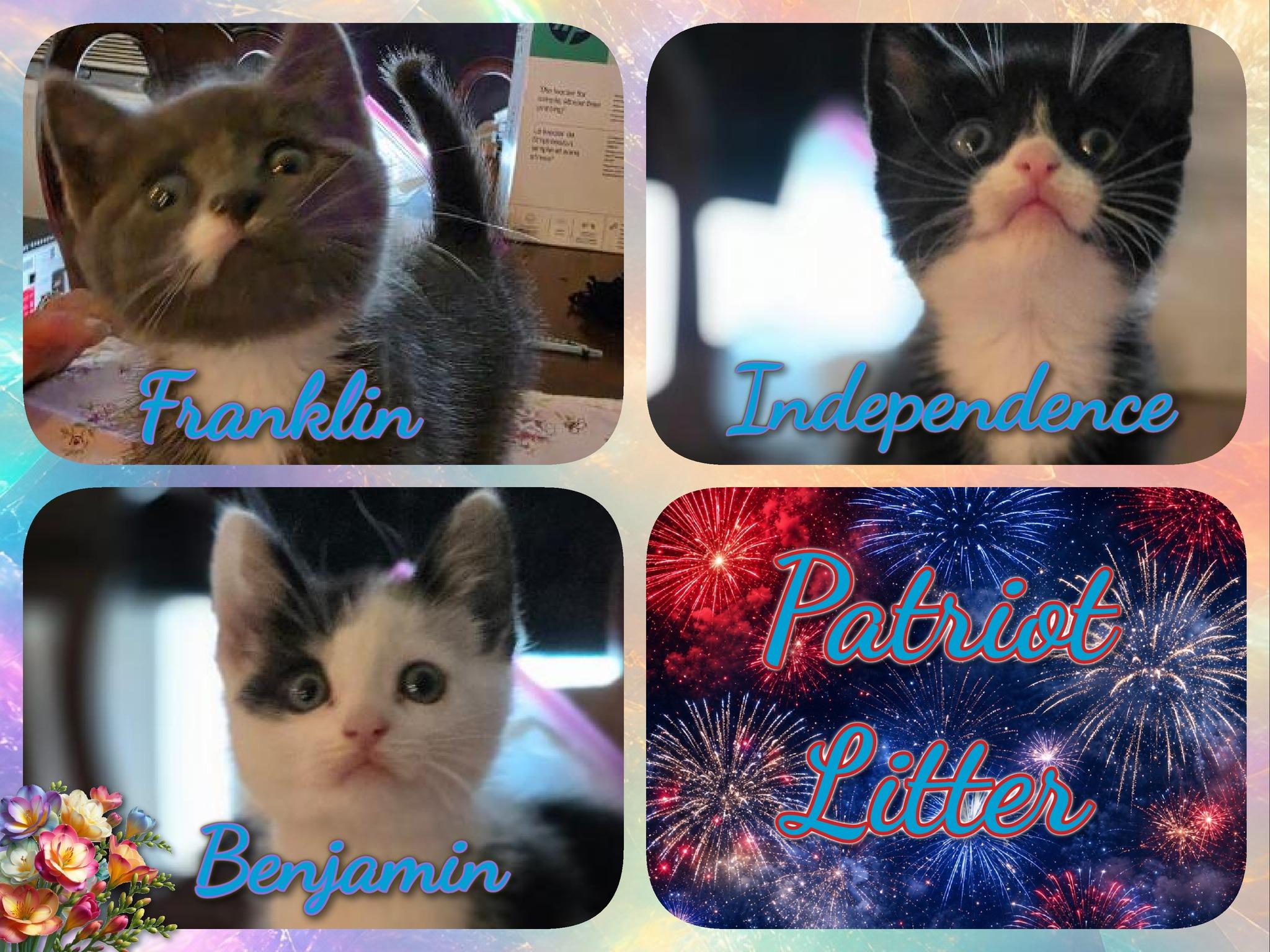 The Patriot Litter, ADOPTABLE, Kitten Male Domestic Short Hair.
