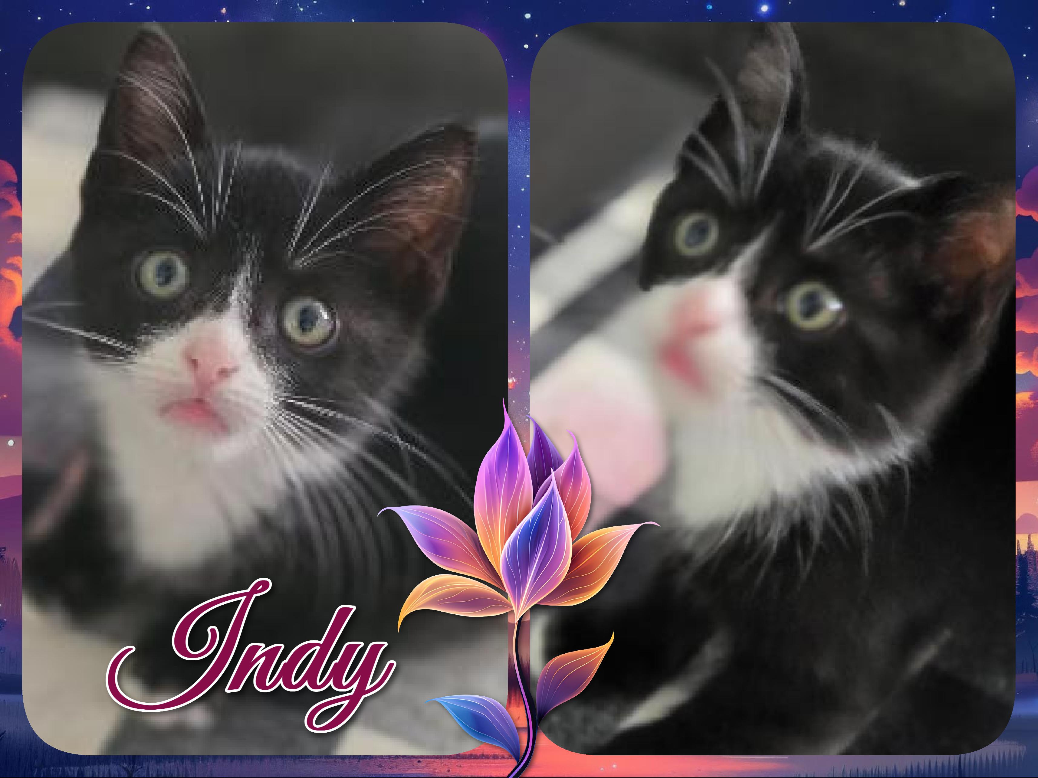 Enlarge The Patriot Litter, a ADOPTABLE Domestic Short Hair in Corinth, NY image 2/3