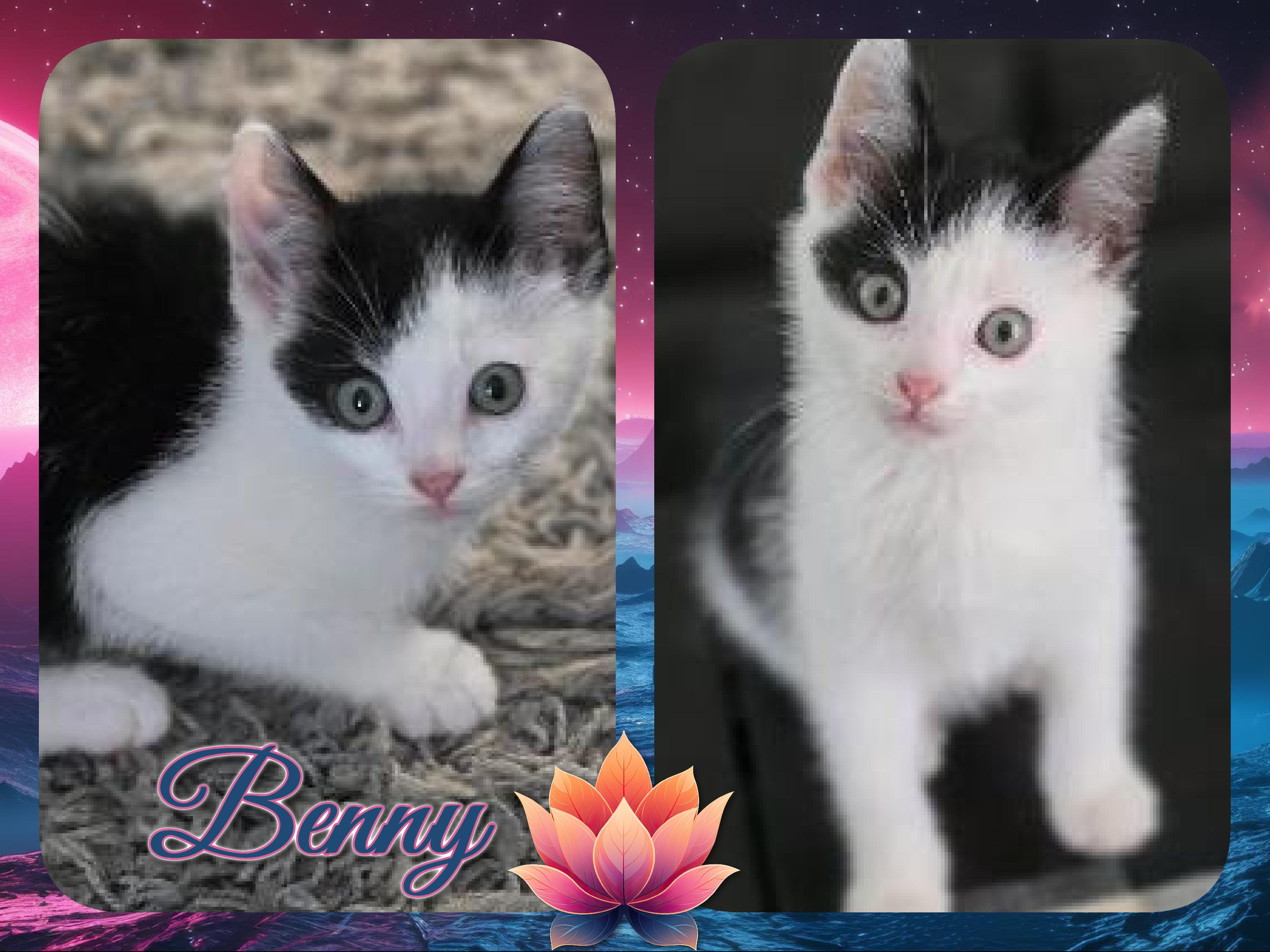 Enlarge The Patriot Litter, a ADOPTABLE Domestic Short Hair in Corinth, NY image 3/3