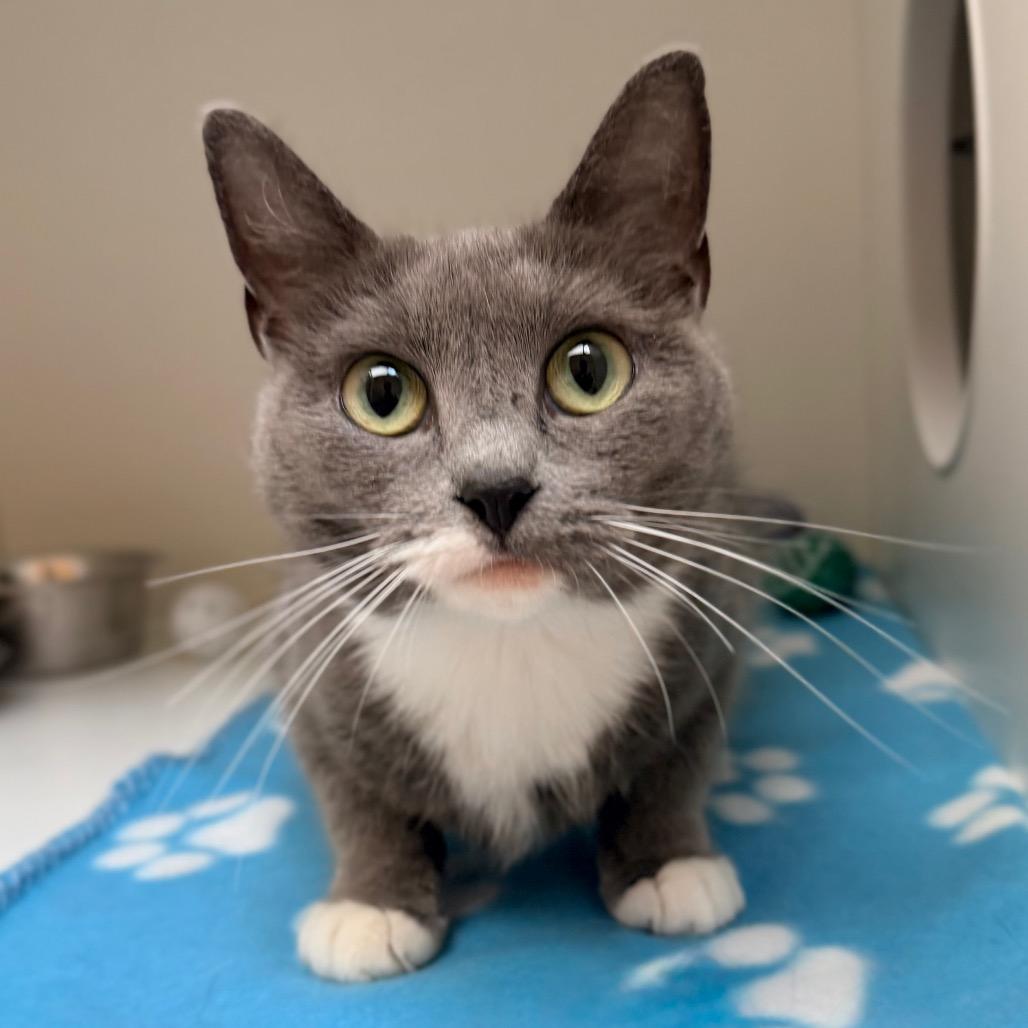 Willa, Adoptable, Young Female Domestic Short Hair.