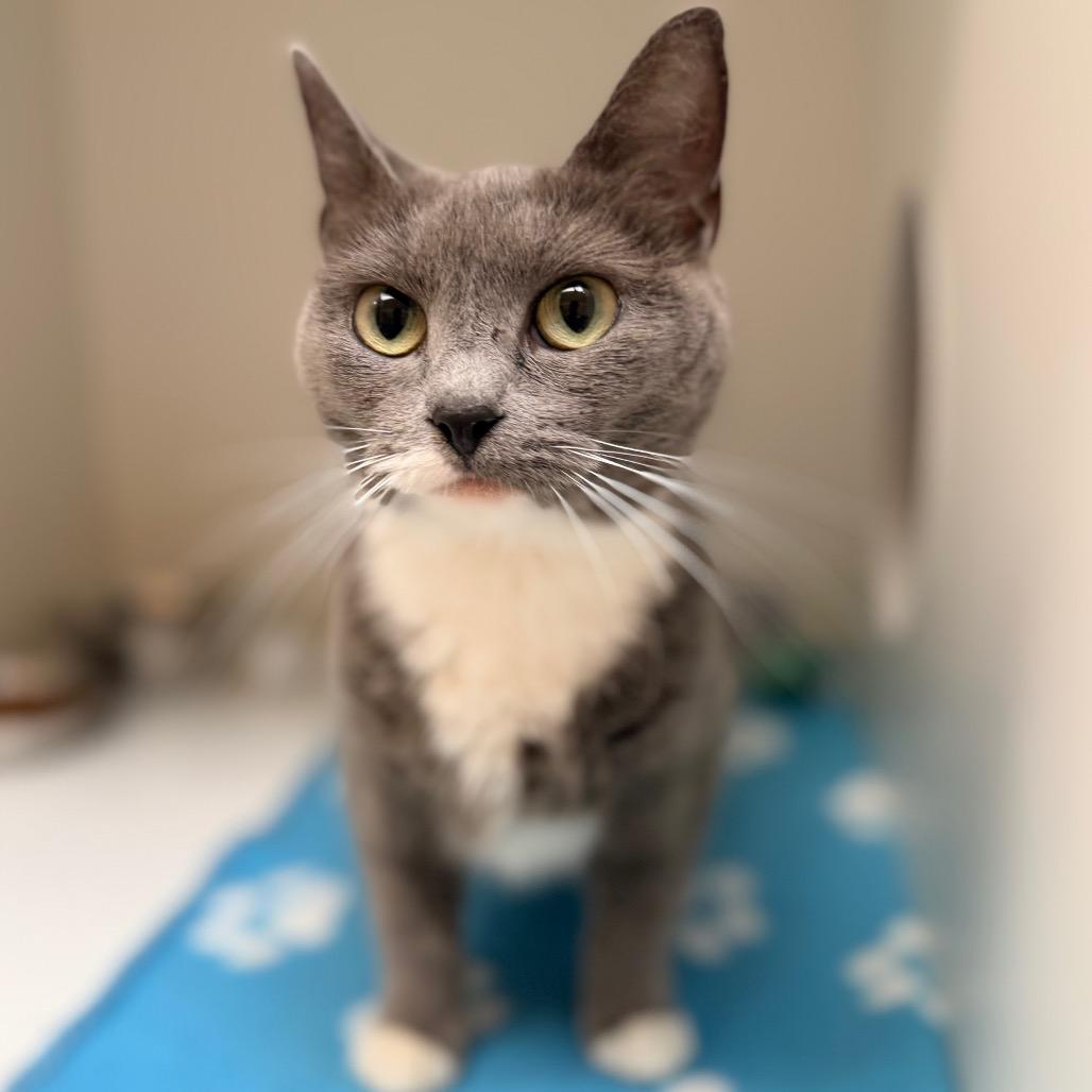 Willa, a Adoptable Domestic Short Hair in Champaign, IL image 2/5