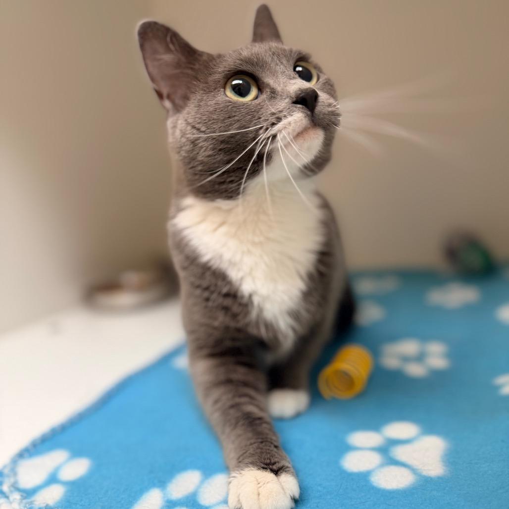 Willa, a Adoptable Domestic Short Hair in Champaign, IL image 3/5