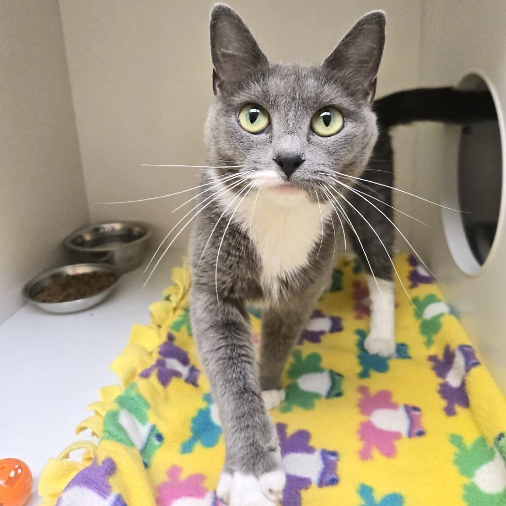 Willa, a Adoptable Domestic Short Hair in Champaign, IL image 4/5