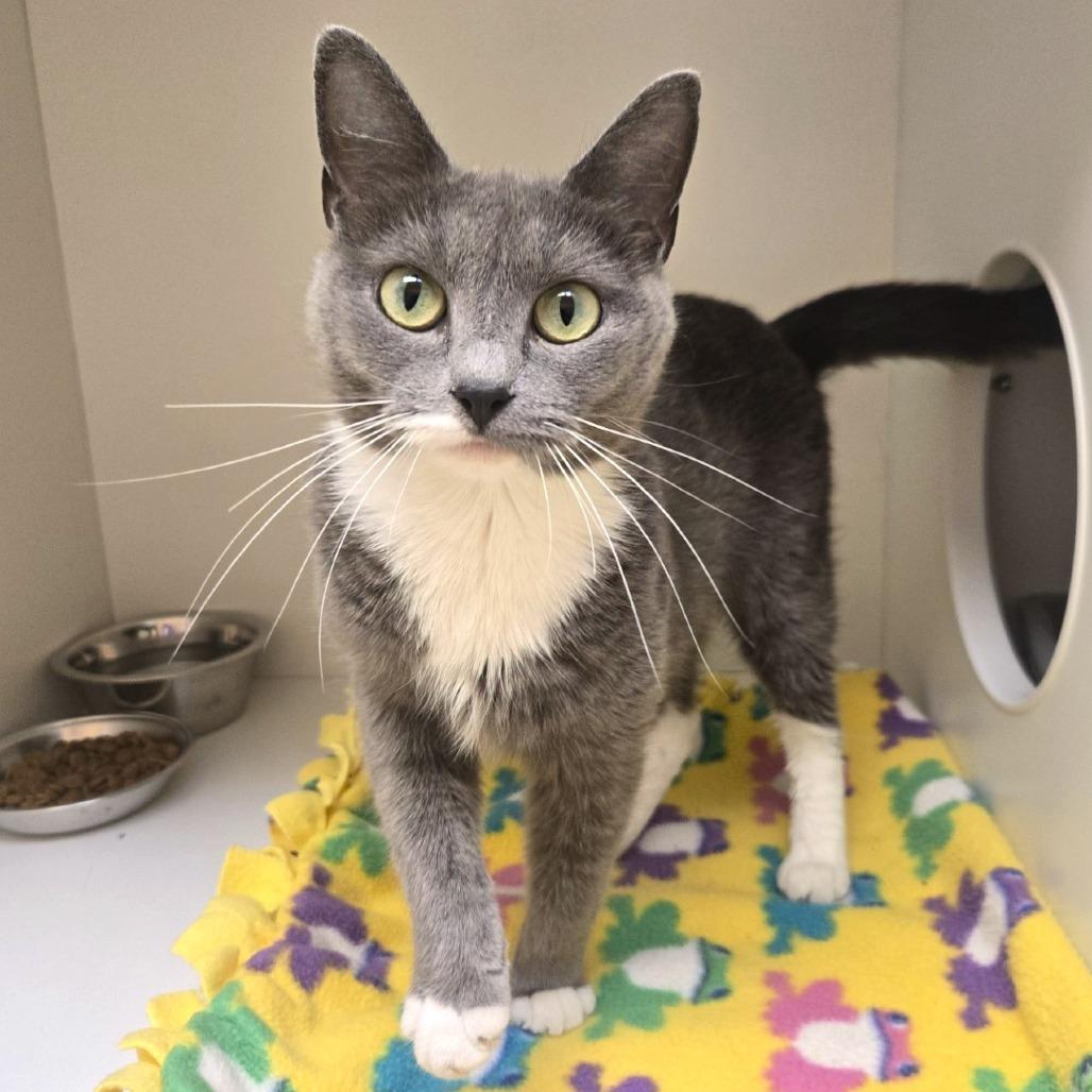 Willa, a Adoptable Domestic Short Hair in Champaign, IL image 5/5