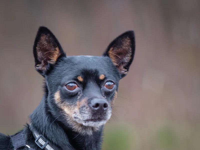 Enlarge Gucci, a ADOPTABLE mixed breed in Pointe-Fortune, QC image 1/4