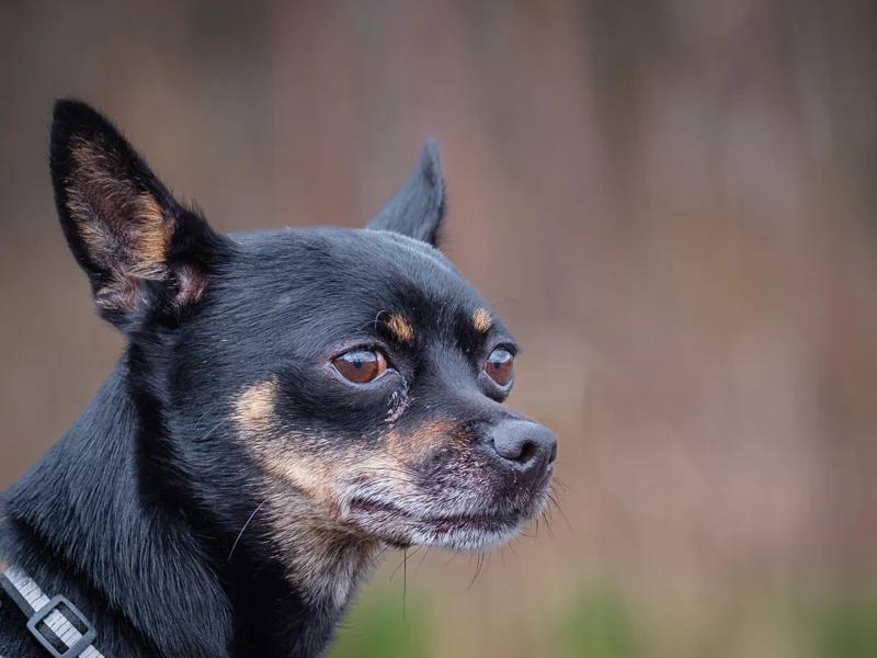 Enlarge Gucci, a ADOPTABLE mixed breed in Pointe-Fortune, QC image 3/4