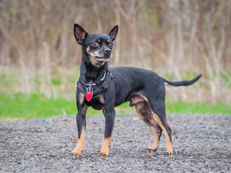 Enlarge Gucci, a ADOPTABLE mixed breed in Pointe-Fortune, QC image 2/4