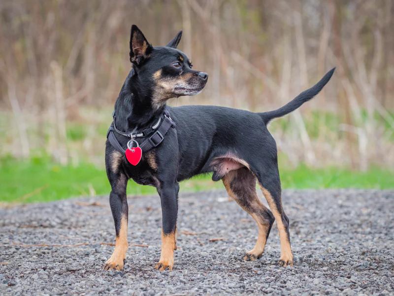 Enlarge Gucci, a ADOPTABLE mixed breed in Pointe-Fortune, QC image 4/4