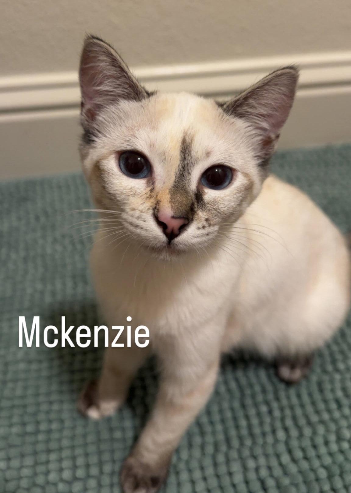 McKenzie, Adopted, Kitten Female Domestic Short Hair & Siamese.