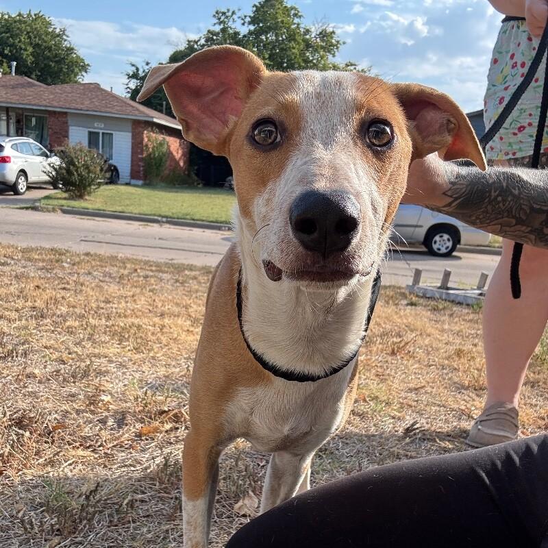 Enlarge JACOBY JELLYBEAN, a Adoptable mixed breed in lawton, OK image 1/6